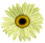  FM-Fanfare-Element-52 (455x436, 238Kb)