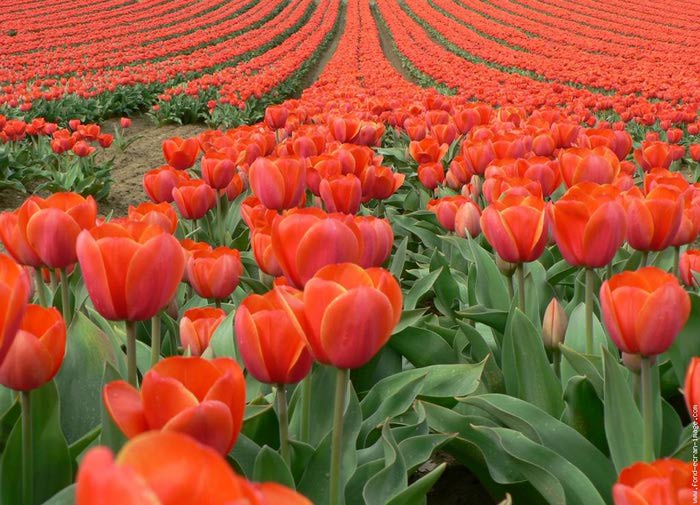 galerie-membre,fleur-tulipe,tulipes-en-rang (700x505, 78Kb)