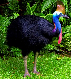 cassowary (300x333, 58Kb)