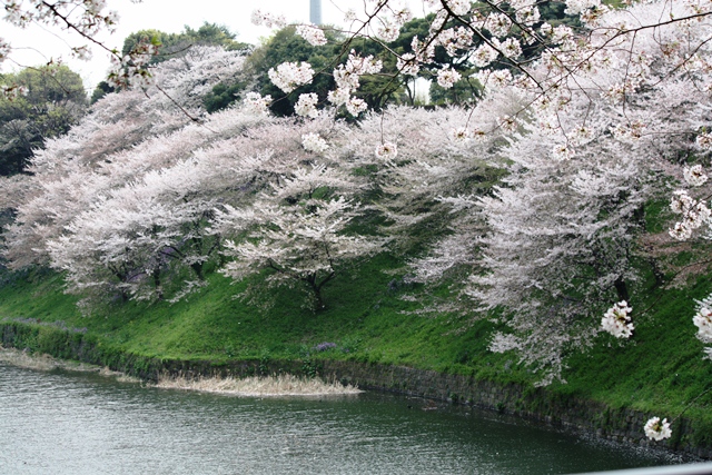 IMG_5898 (640x427, 241Kb)