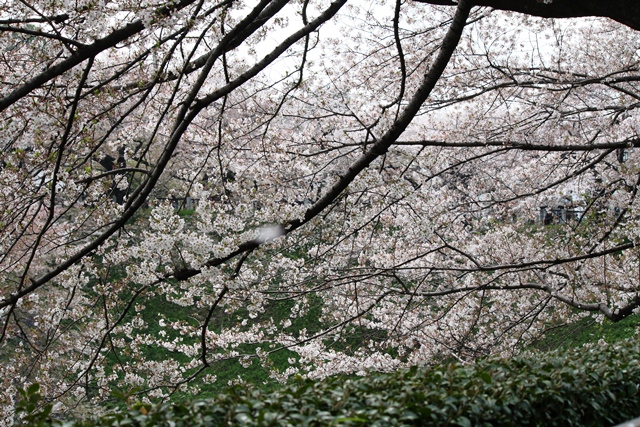 IMG_5893 (640x427, 288Kb)