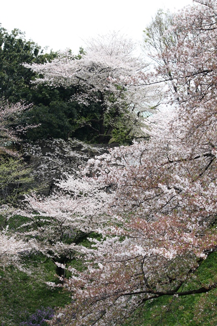 IMG_5915 (427x640, 257Kb)