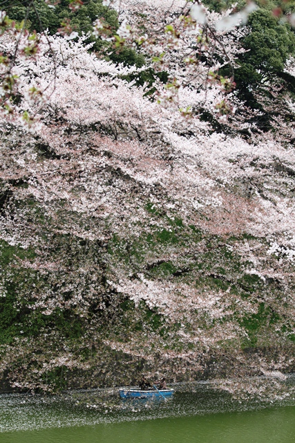 IMG_6013 (427x640, 284Kb)