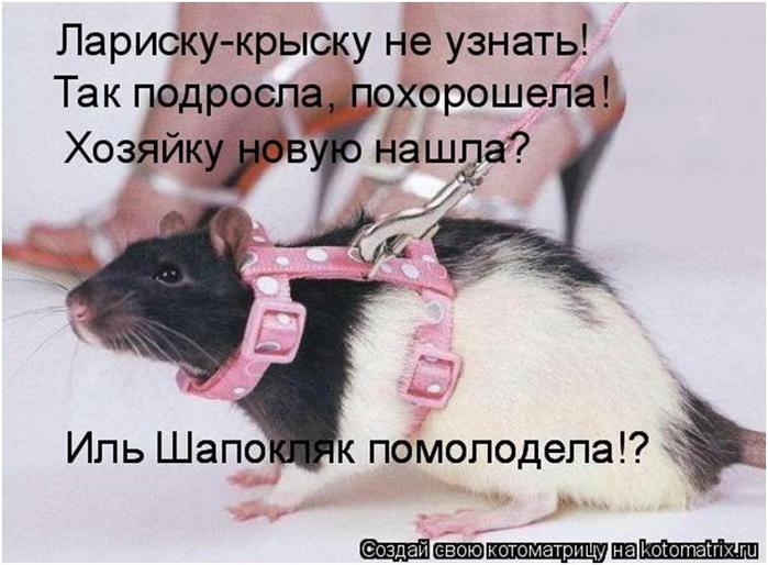 Крыса анфиса стих Крыса анфиса стих