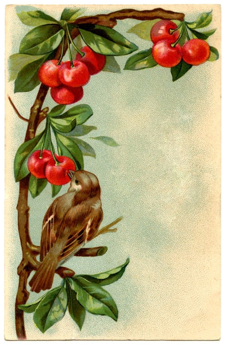bird-cherries-images-Graphics-Fairy2 (1) (456x700, 284Kb)