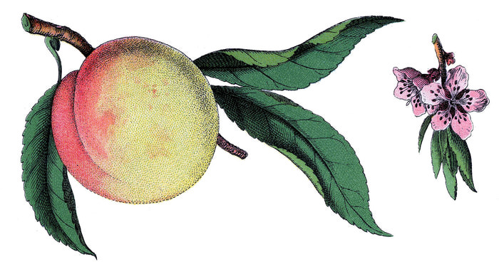 fruit peach vintage graphicsfairy005b (700x385, 90Kb)