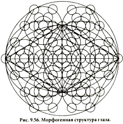 4761150_morfogennaya_struktura_glaza (418x421, 77Kb)