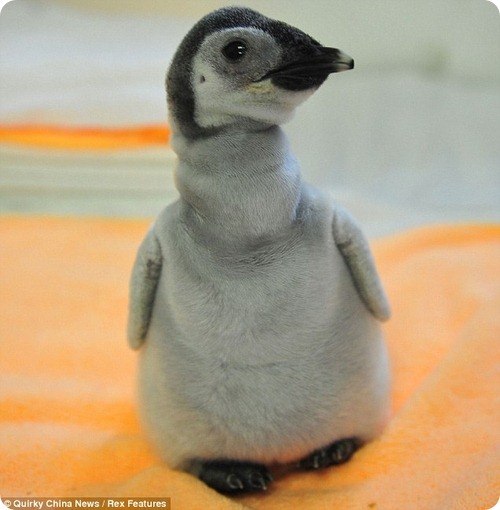 пингвиненок фото 2 (500x510, 44Kb)