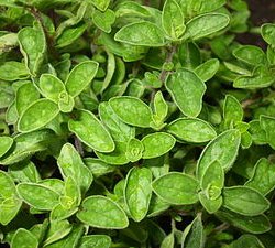 oregano (250x225, 24Kb)