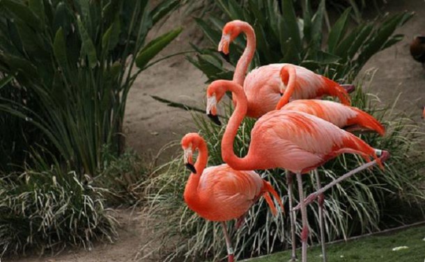 Фламинго - чудо природы