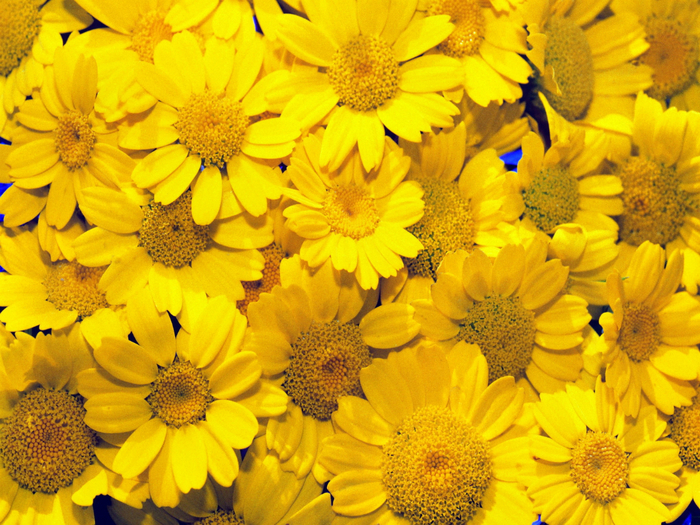 Beautiful-Flowers-008 (700x525, 572Kb)