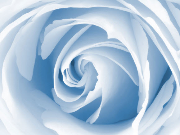 Blue-Rose-beautiful-flower-wallpaper (580x435, 36Kb)