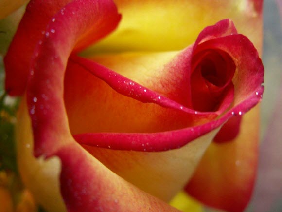 Buding-Rose-beautiful-flower-wallpaper (580x435, 26Kb)