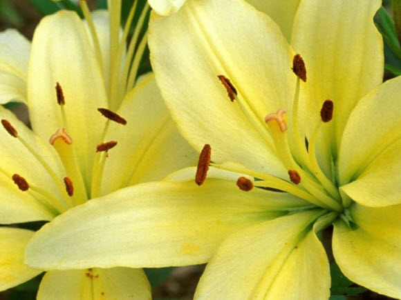 yellow-lily-beautiful-flower-wallpaper (580x435, 45Kb)