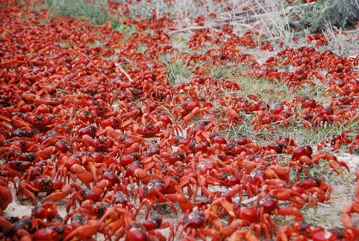 4121583_redcrabmigration122 (700x471, 164Kb)