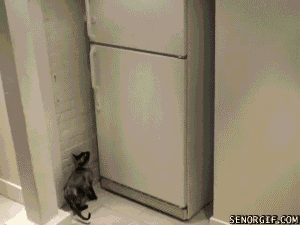 funny-gifs-cat-opens-freezer (300x225, 2587Kb)
