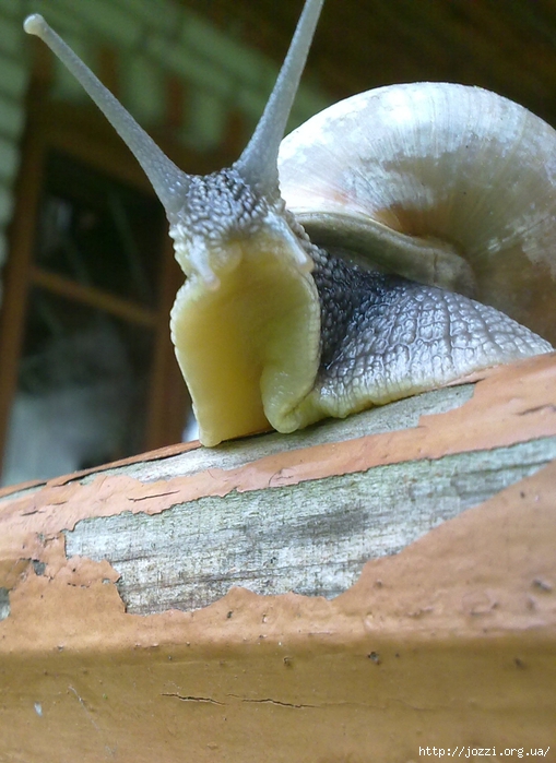 05052012164 (509x700, 272Kb)