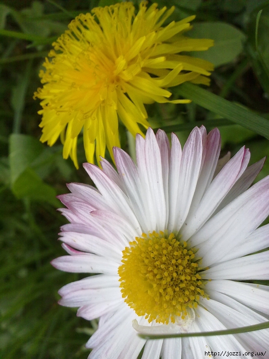 050520121615 (525x700, 277Kb)