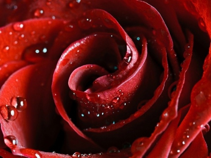 Скачать обои scarlet, Hd wallpapers, flower, red, rose, beautiful nature wallpapers, роза, красная - картинка #4751 c разрешение