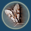 mol (109x109, 8Kb)