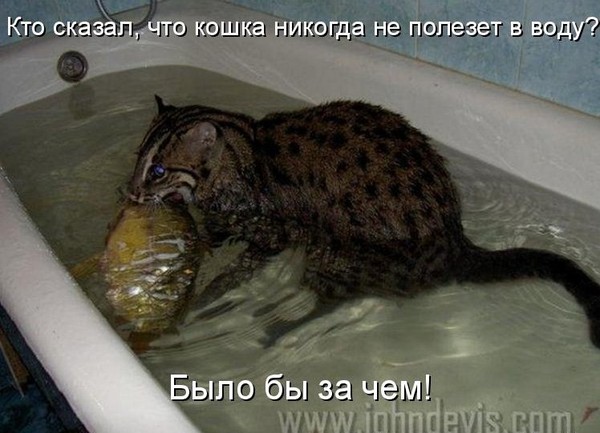 Котоматрица. Кто сказал, что кошка не полезет в воду (600x433, 65Kb)