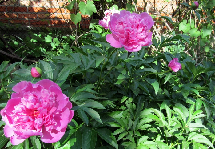 IMG_0048 (700x484, 354Kb)