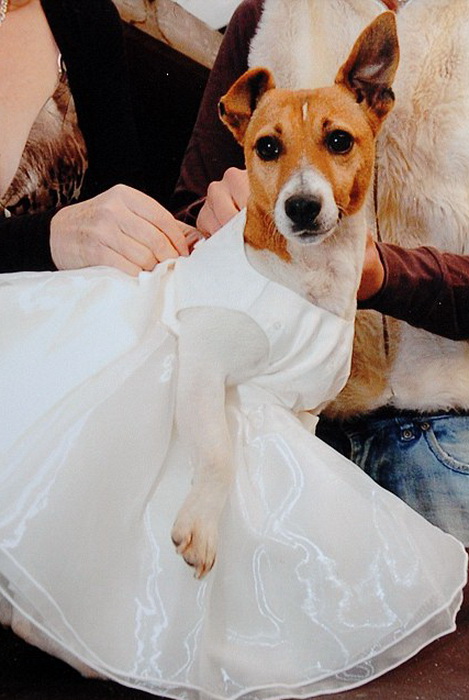 3925073_petwedding2 (469x700, 109Kb)