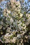  IMG_9403 (465x700, 514Kb)