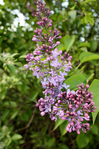  IMG_9418 (465x700, 432Kb)
