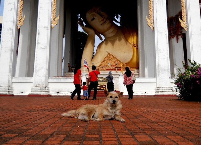 buddha_and_the_dog (700x506, 213Kb)