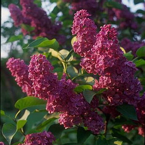 925326_russian_garden_plant_128 (300x300, 91Kb)