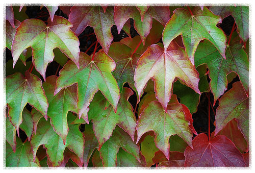 925326_parthenocissus_max (500x339, 72Kb)