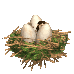  3D___  (51) (350x350, 311Kb)