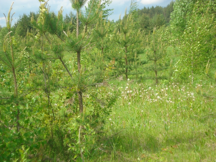 DSC08017 (700x525, 359Kb)