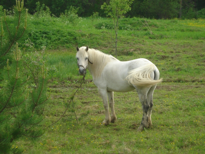 DSC08030 (700x525, 323Kb)