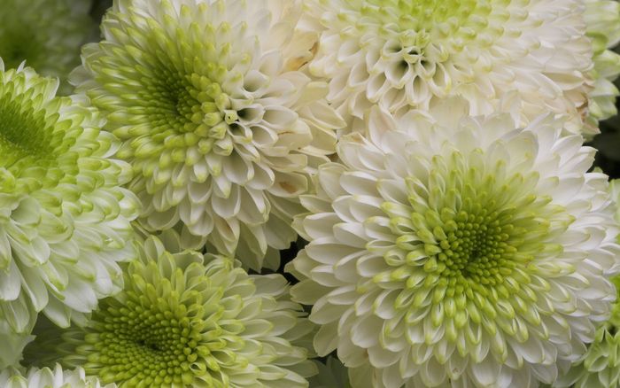 2835299_chrysanthemum017_shenghunglin_ncnd_display (700x438, 56Kb)