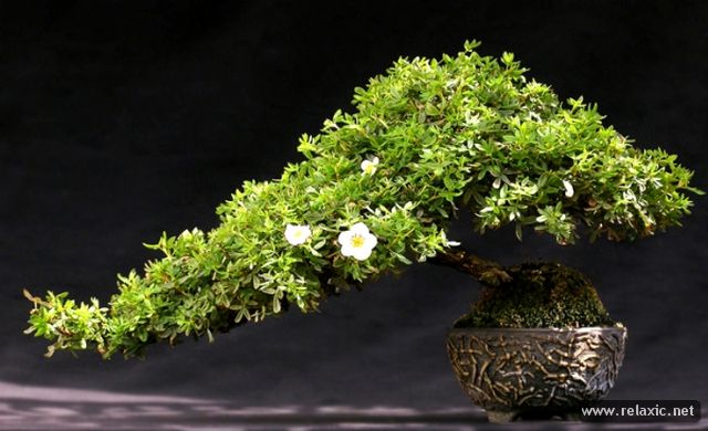 bonsai_006 (640x390, 54Kb)