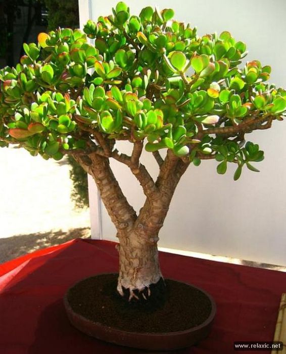 bonsai_012 (566x700, 68Kb)