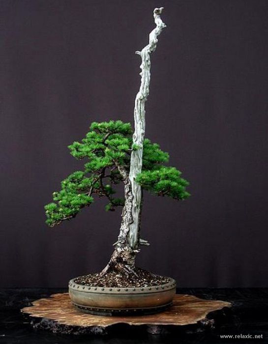 bonsai_026 (545x700, 40Kb)