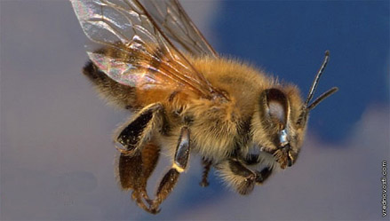 2011-10-10-killer-bees (439x249, 30Kb)