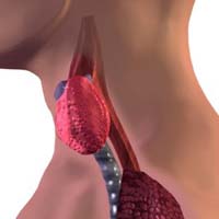 щитовидка (200x200, 24Kb)