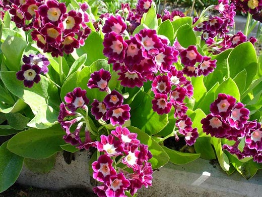 Primula-auricula (520x390, 153Kb)