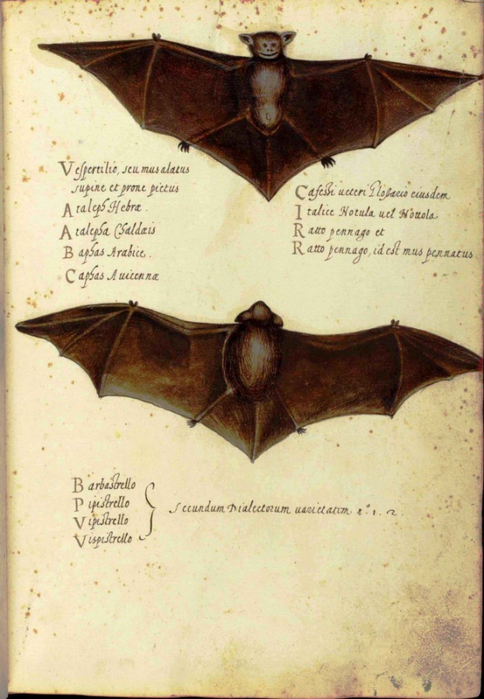 Animal-Bat-Italian-1-692x1000 (484x700, 364Kb)