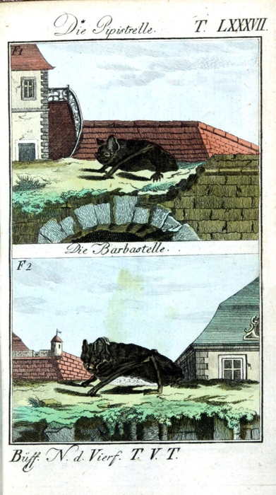 Animal-Bat-Engraving-1785-German-1 (391x700, 338Kb)