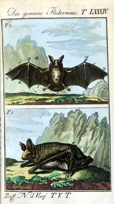 Animal-Bat-Engraving-1785-German-3 (391x700, 357Kb)