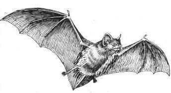 Bat_(PSF) (345x188, 15Kb)