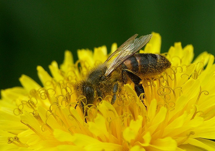 пчела (700x493, 94Kb)
