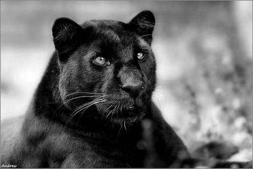 Black Panther_3 (500x334, 64Kb)