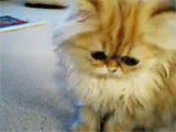 3962831_tumblr_lwzm03H6eR1qeqwq8o1_250 (160x120, 298Kb)