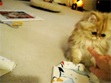 3962831_tumblr_lwzm03H6eR1qeqwq8o3_250 (160x120, 233Kb)